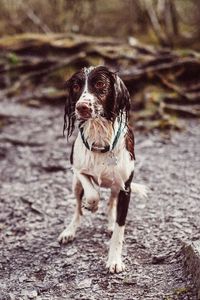 Preview wallpaper dog, wet, collar