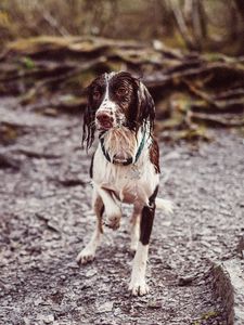 Preview wallpaper dog, wet, collar