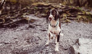 Preview wallpaper dog, wet, collar