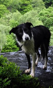 Preview wallpaper dog, wet, grass