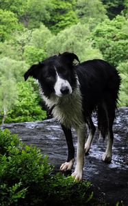 Preview wallpaper dog, wet, grass