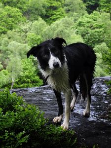 Preview wallpaper dog, wet, grass