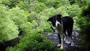 Preview wallpaper dog, wet, grass