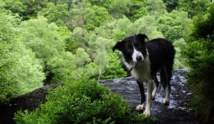 Preview wallpaper dog, wet, grass