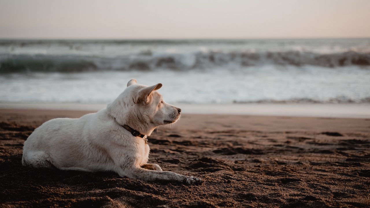 Wallpaper dog, white, beach, sand, sea