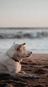 Preview wallpaper dog, white, beach, sand, sea