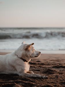 Preview wallpaper dog, white, beach, sand, sea
