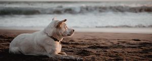 Preview wallpaper dog, white, beach, sand, sea