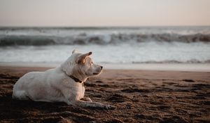 Preview wallpaper dog, white, beach, sand, sea