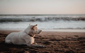 Preview wallpaper dog, white, beach, sand, sea