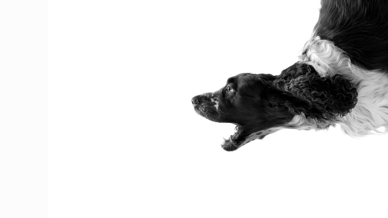 Wallpaper dog, white, black, bark, cry