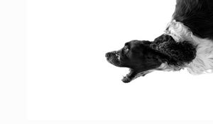 Preview wallpaper dog, white, black, bark, cry