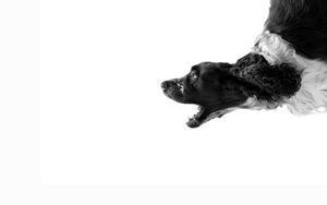 Preview wallpaper dog, white, black, bark, cry