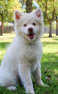 Preview wallpaper dog, white, cute, sitting