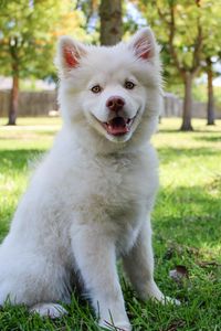 Preview wallpaper dog, white, cute, sitting