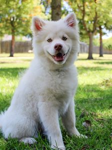 Preview wallpaper dog, white, cute, sitting