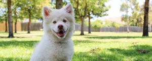 Preview wallpaper dog, white, cute, sitting