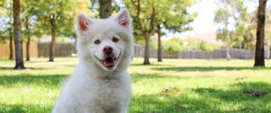 Preview wallpaper dog, white, cute, sitting