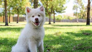 Preview wallpaper dog, white, cute, sitting