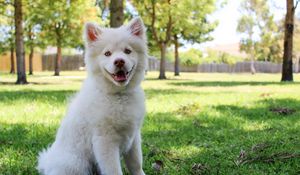 Preview wallpaper dog, white, cute, sitting