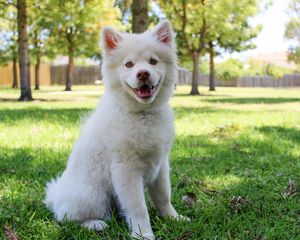 Preview wallpaper dog, white, cute, sitting
