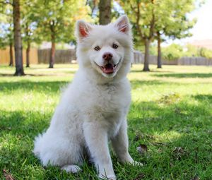 Preview wallpaper dog, white, cute, sitting