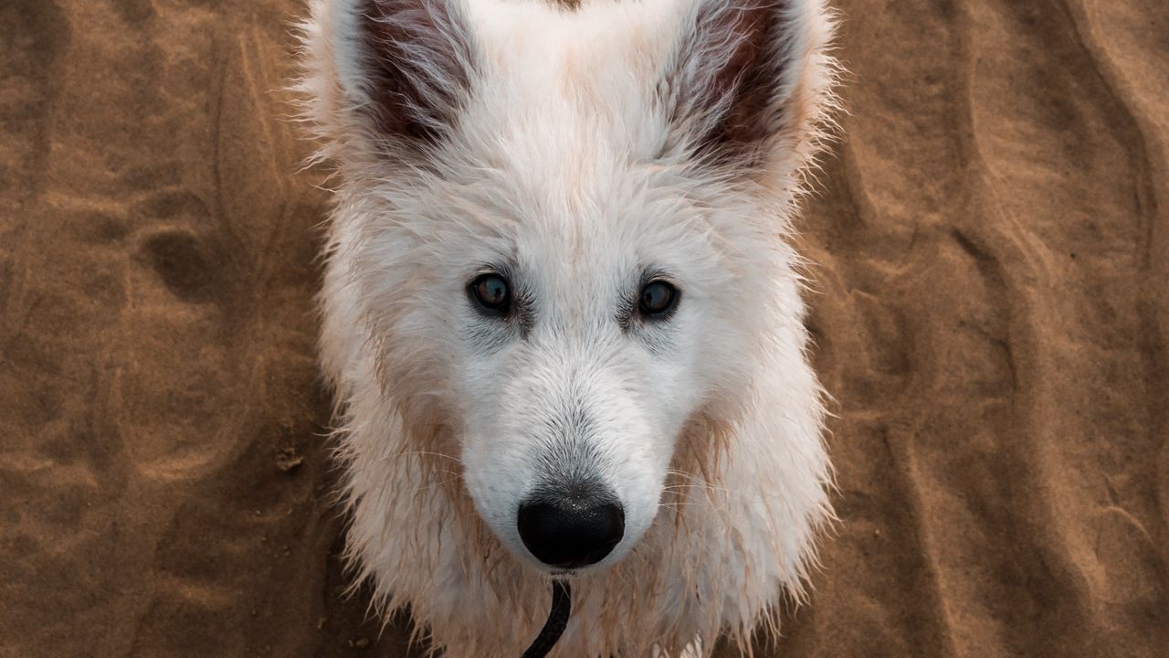 Wallpaper dog, white, cute, sand