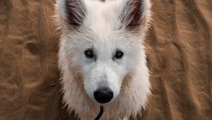 Preview wallpaper dog, white, cute, sand