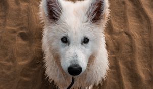 Preview wallpaper dog, white, cute, sand