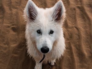 Preview wallpaper dog, white, cute, sand