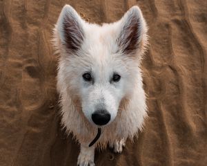Preview wallpaper dog, white, cute, sand