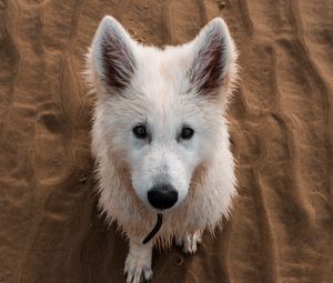 Preview wallpaper dog, white, cute, sand