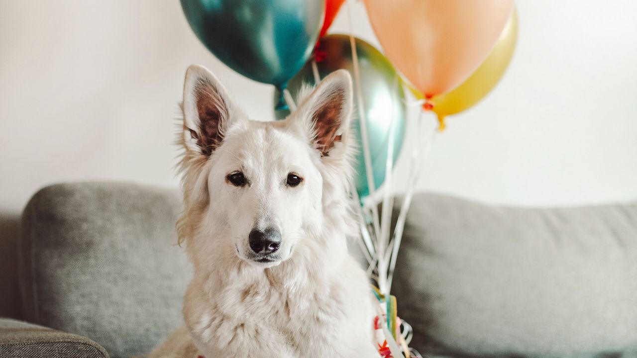 Wallpaper dog, white, cute, balloons
