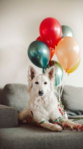 Preview wallpaper dog, white, cute, balloons