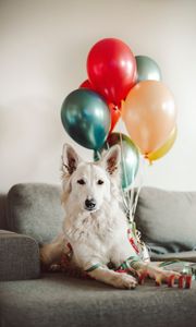 Preview wallpaper dog, white, cute, balloons