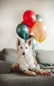 Preview wallpaper dog, white, cute, balloons