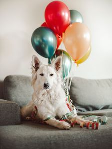 Preview wallpaper dog, white, cute, balloons