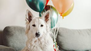 Preview wallpaper dog, white, cute, balloons