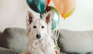 Preview wallpaper dog, white, cute, balloons