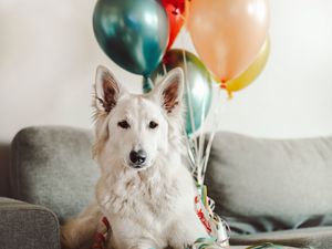 Preview wallpaper dog, white, cute, balloons