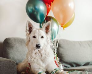 Preview wallpaper dog, white, cute, balloons