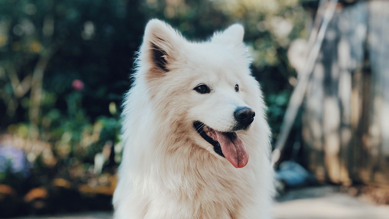 Wallpaper dog, white, fluffy, protruding tongue