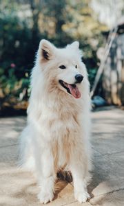 Preview wallpaper dog, white, fluffy, protruding tongue