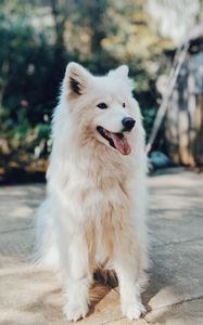 Preview wallpaper dog, white, fluffy, protruding tongue