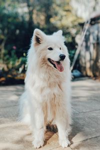 Preview wallpaper dog, white, fluffy, protruding tongue