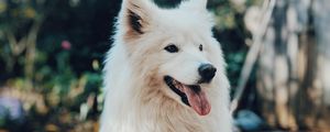 Preview wallpaper dog, white, fluffy, protruding tongue