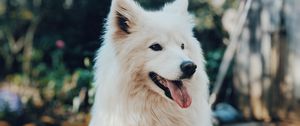 Preview wallpaper dog, white, fluffy, protruding tongue