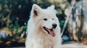 Preview wallpaper dog, white, fluffy, protruding tongue