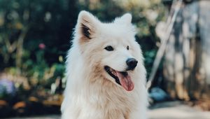 Preview wallpaper dog, white, fluffy, protruding tongue