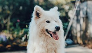 Preview wallpaper dog, white, fluffy, protruding tongue